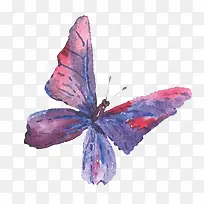 蝴蝶-空若网 蝴蝶-空若网