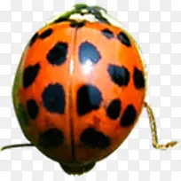 可爱春天瓢虫造型-空若网 可爱春天瓢虫造型-空若网