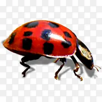 �����ɫ�ļ�����-������