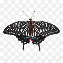 黑色孤立蝴蝶昆虫标本-空若网 黑色孤立蝴蝶昆虫标本-空若网