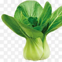 油菜-空若网 油菜-空若网