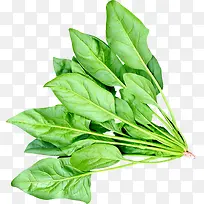 青菜-空若网 青菜-空若网