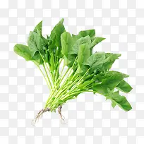 ²¤²ËÇà²ËÊß²Ë-¿ÕÈôÍø ²¤²ËÇà²ËÊß²Ë-¿ÕÈôÍø