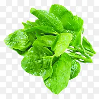 青菜-空若网 青菜-空若网