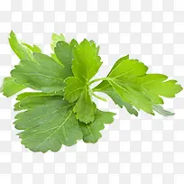 蔬菜青菜叶子高清-空若网 蔬菜青菜叶子高清-空若网