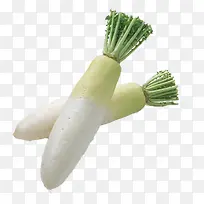 白色萝卜-空若网 白色萝卜-空若网