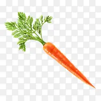 萝卜-空若网 萝卜-空若网