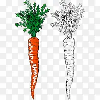 胡萝卜-空若网 胡萝卜-空若网