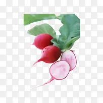 红萝卜-空若网 红萝卜-空若网