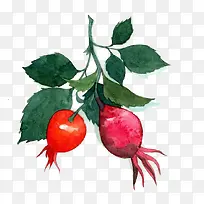 水彩萝卜-空若网 水彩萝卜-空若网