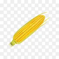 玉米实物图-空若网 玉米实物图-空若网