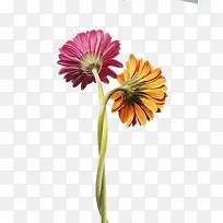 �����󶡲ݳ��ղ���-������