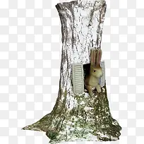 ¶¬Ê÷-¿ÕÈôÍø ¶¬Ê÷-¿ÕÈôÍø