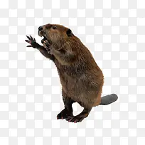 老鼠动物-空若网 老鼠动物-空若网