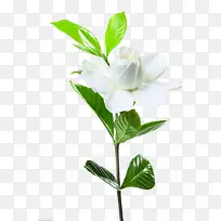 白色茶花素材-空若网 白色茶花素材-空若网