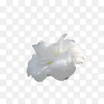 �軨��ɫ�軨�ز�-������