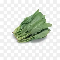 菠菜-空若网 菠菜-空若网