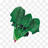 菠菜-空若网 菠菜-空若网