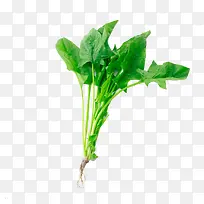 菠菜-空若网 菠菜-空若网