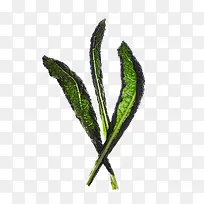 菜叶-空若网 菜叶-空若网