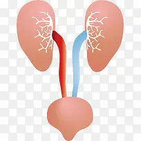 肺png矢量素材-空若网 肺png矢量素材-空若网