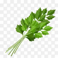 ʸÁ¿ÇÛ²ËÒ¶×Ó-¿ÕÈôÍø ʸÁ¿ÇÛ²ËÒ¶×Ó-¿ÕÈôÍø