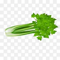 矢量芹菜叶子-空若网 矢量芹菜叶子-空若网