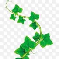 卡通海报藤叶植物卡通-空若网 卡通海报藤叶植物卡通-空若网