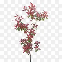 立面树绿色桃树-空若网 立面树绿色桃树-空若网