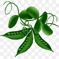 �ֻ��㶹-������