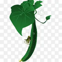 黄瓜-空若网 黄瓜-空若网