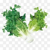 芹菜-空若网 芹菜-空若网