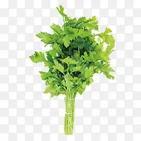 芹菜-空若网 芹菜-空若网