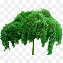 桉树景观树效果贴图-空若网 桉树景观树效果贴图-空若网
