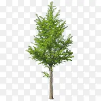 һ��ֲ����-������