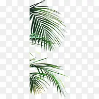 ��ɫ�ݱ�ֲ����Ҷ��Ӱ-������