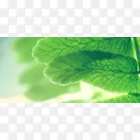 树叶植物绿色背景-空若网 树叶植物绿色背景-空若网