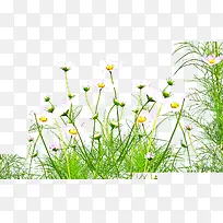 �ɰ�С��ֲ��-������