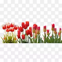 花郁金香春三月春分芽郁金香-空若网 花郁金香春三月春分芽郁金香-空若网