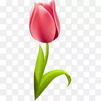 开花植物郁金香百合科花瓣郁金香-空若网 开花植物郁金香百合科花瓣郁金香-空若网