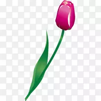 郁金香开花植物百合科郁金香-空若网 郁金香开花植物百合科郁金香-空若网