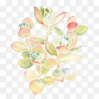 水彩多肉-空若网 水彩多肉-空若网