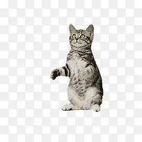 ������Ӱ�ɰ������յ�Сè-������