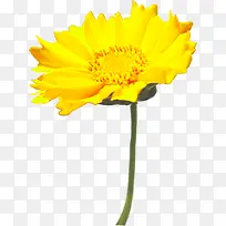 黄色鲜花促销宣传-空若网 黄色鲜花促销宣传-空若网