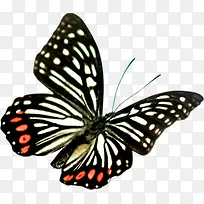 蝴蝶样式促销宣传-空若网 蝴蝶样式促销宣传-空若网