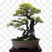 美丽的风景树-空若网 美丽的风景树-空若网