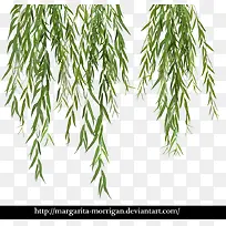 杨柳叶子树枝-空若网 杨柳叶子树枝-空若网