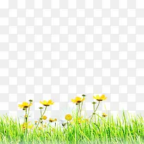 绿色花朵绿草-空若网 绿色花朵绿草-空若网
