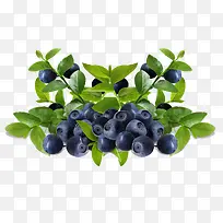 黑加仑水果-空若网 黑加仑水果-空若网