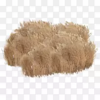 ���ƶ���ֲ��-ֲ��-������